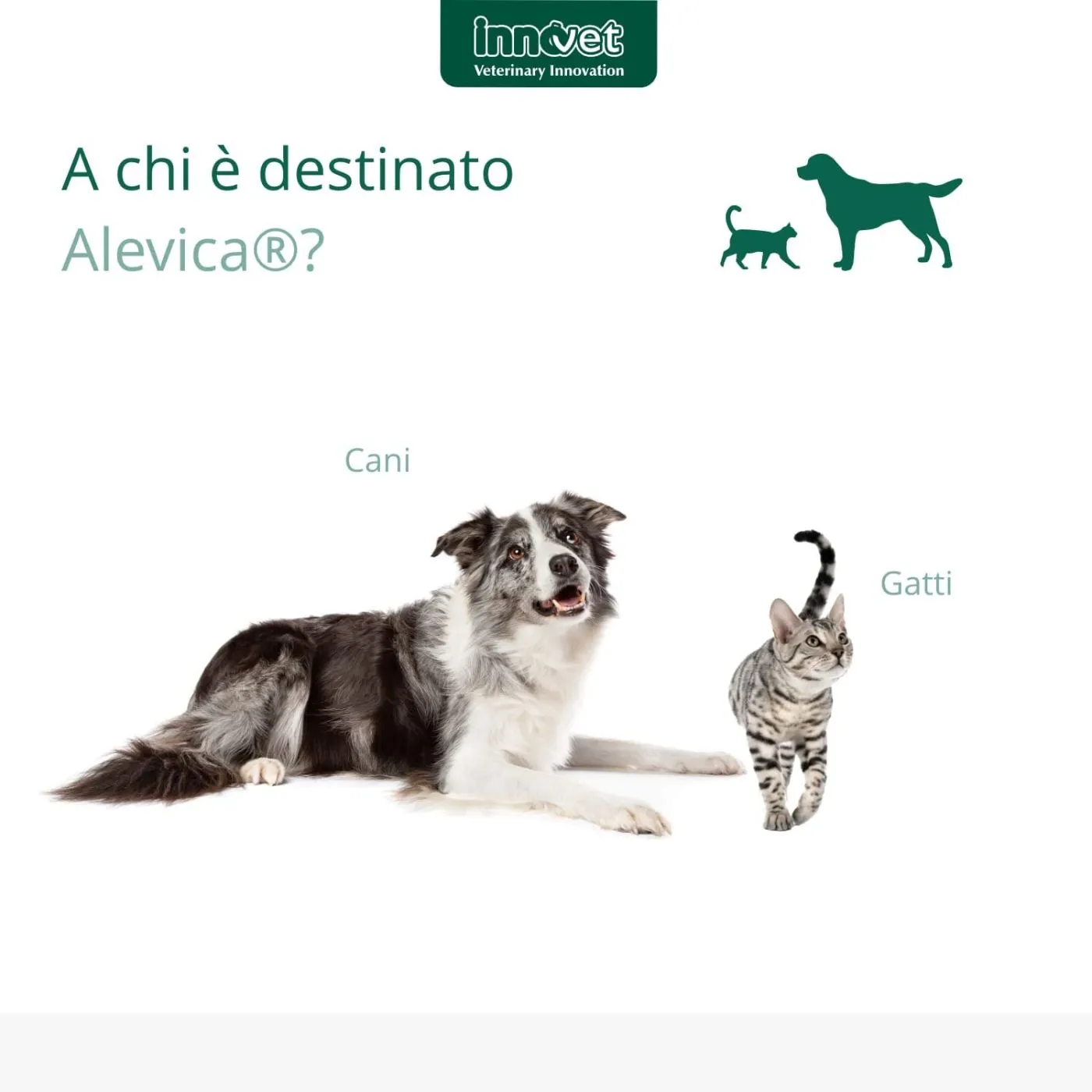 Innovet Alevica® Integratore Compresse Masticabili Per Cani E Gatti - immagine 5