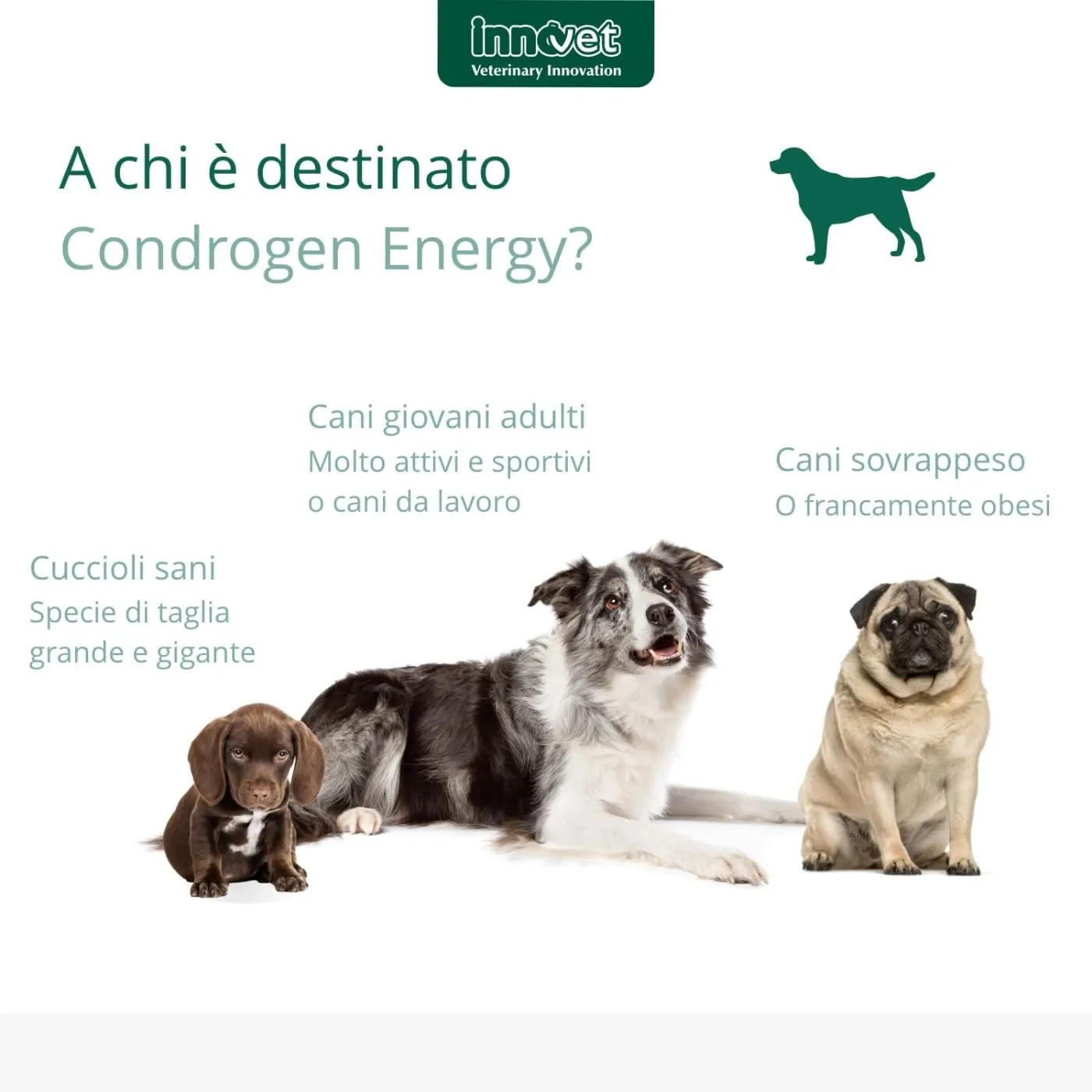 Innovet Condrogen® Energy Integratore Per Cani - immagine 5
