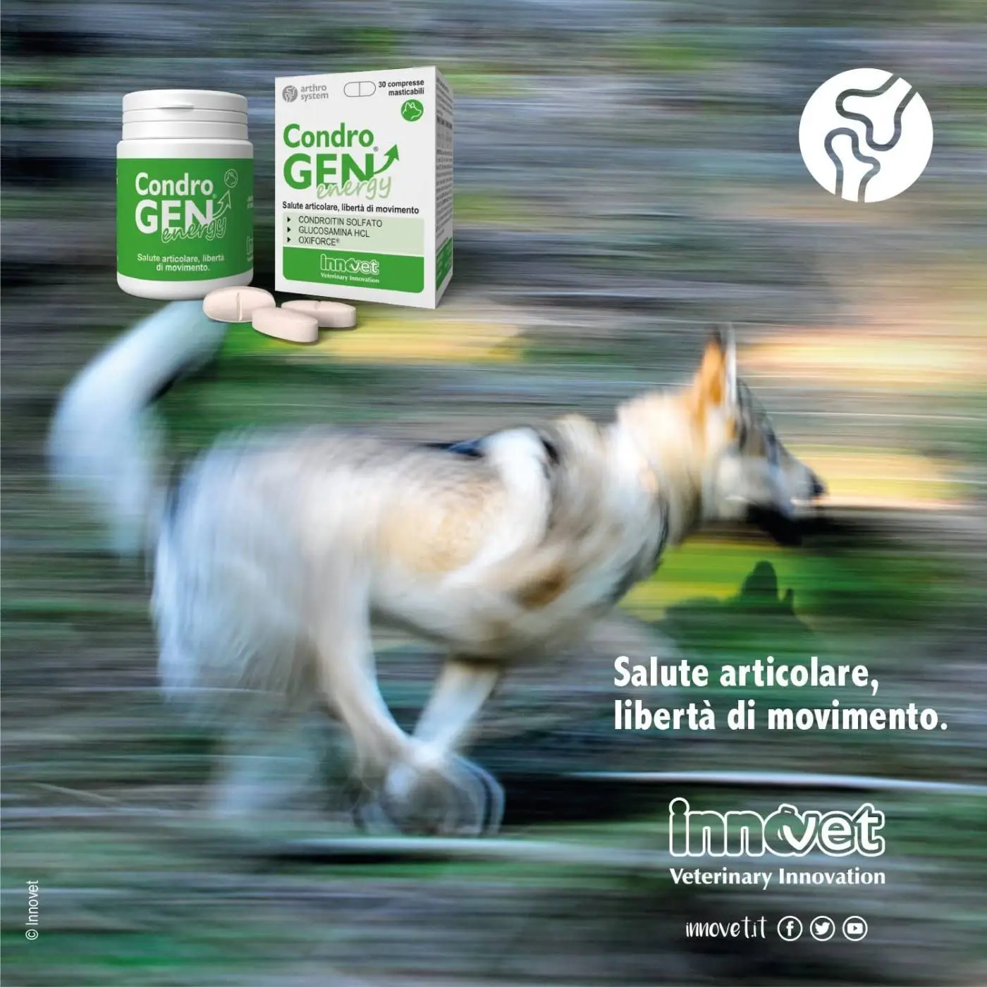 Innovet Condrogen® Energy Integratore Per Cani - immagine 8