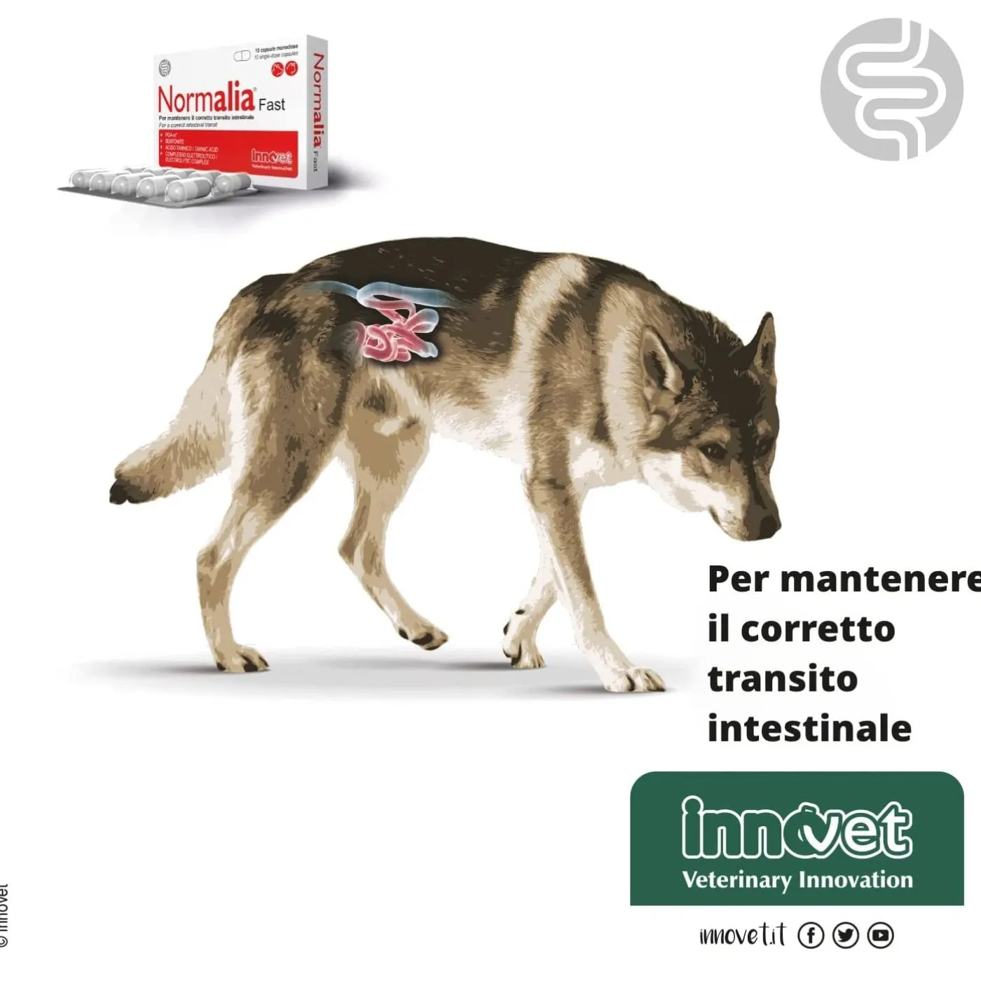 Innovet Normalia® Fast Integratore Per Cani E Gatti - immagine 7