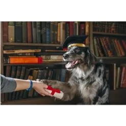 Gioco Play Back To School, Cappello Laurea Peluche. Giochi Per Cani